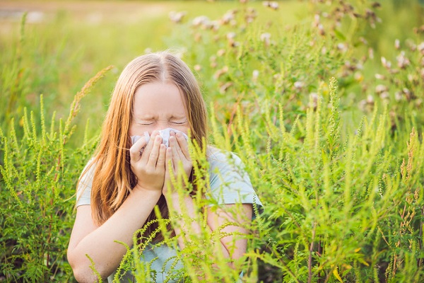 Амброзия: когда цветет и как уберечь себя от аллергии
