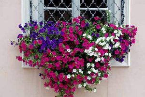 petunia1