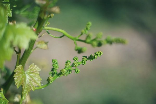Несколько важных весенних работ в винограднике