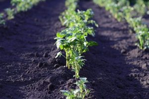 field-2168030_1280-1024x678