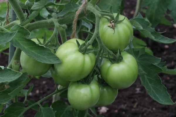 Чем окропить цветущие томаты, чтобы получить много плодов