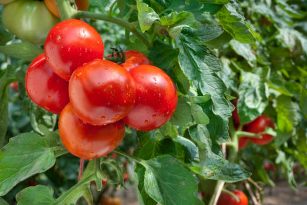 Как заставить помидоры завязаться в экстремальных условиях
