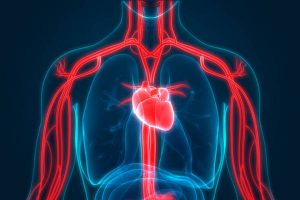 Human Circulatory System Anatomy