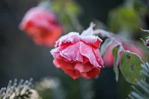 Чтобы розы не померзли: 3 важных шага, которые нужно сделать дачнику осенью