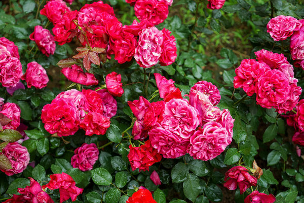 Начало осени – хорошее время для подготовки роз к зиме. Советы, которые помогут розам перезимовать и быстро пойти в рост весной