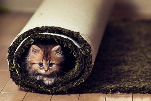 Как-почистить-ковер-от-шерсти-1024x576