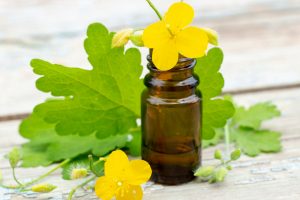 Chelidonium celandine. herb celandine with flowers and tincture of celandine in dark bottle