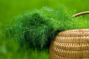 Чем подкормить укроп, чтобы он вырос пышным и густым