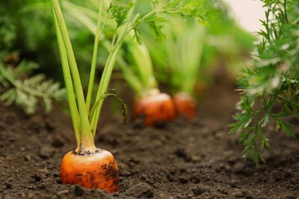 Какими народными средствами можно подкормить морковь, чтобы получить большой урожай