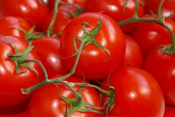 Как с помощью пшена вырастить крупные и сладкие помидоры