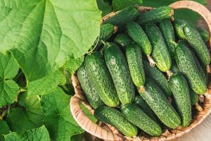 Как использовать дрожжи для выращивания огурцов
