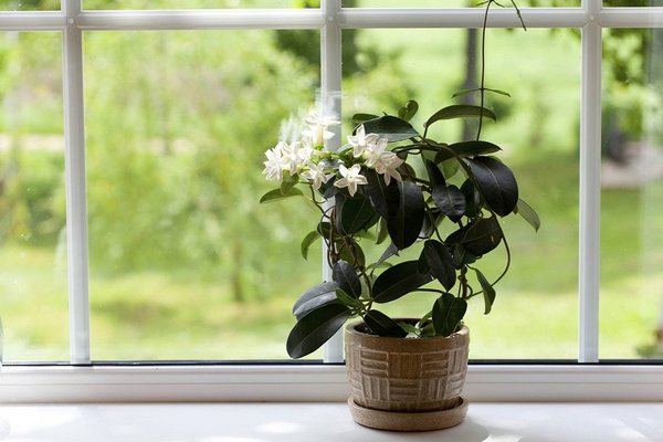 Эти 5 комнатных растений заполнят ваш дом очень приятным ароматом.