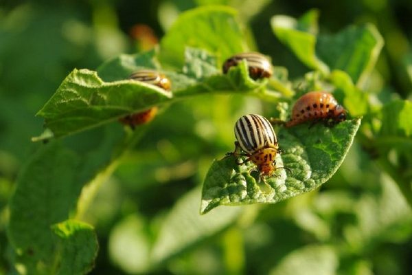 Как избавиться от колорадского жука домашними средствами