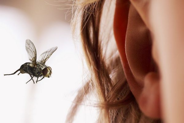 В ухо попало насекомое: что делать?