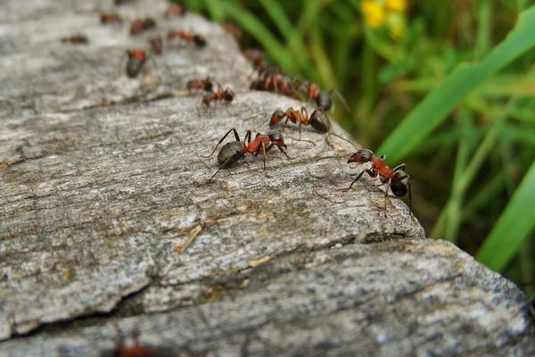 Пищевая сода – проверенное средство против муравьев