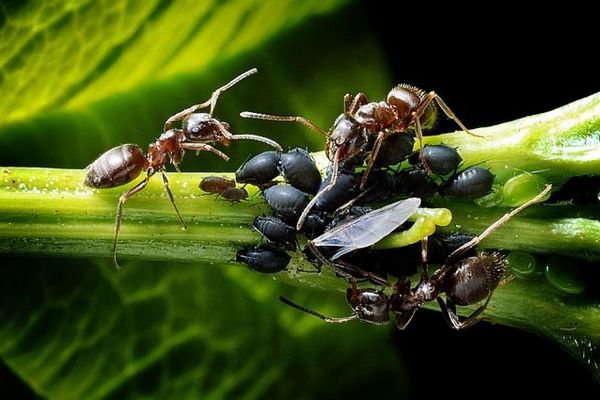 Как избавиться от муравьев на плодовых деревьях и в почве
