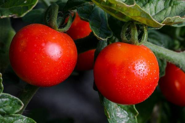 Секреты выращивания помидоров, которые помогут повысить их сладость