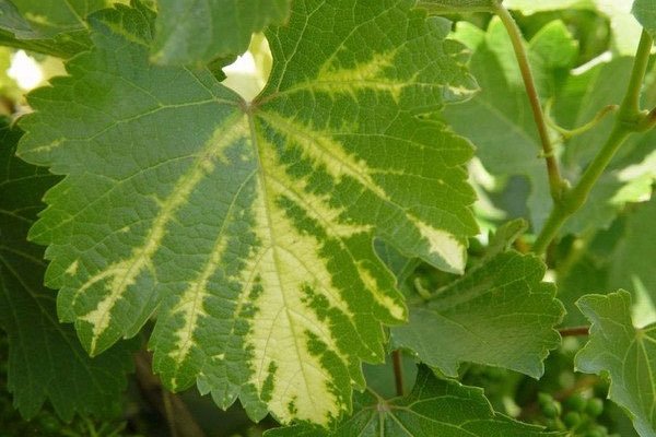 Белый налет на ягодах и листьях винограда: как решить проблему