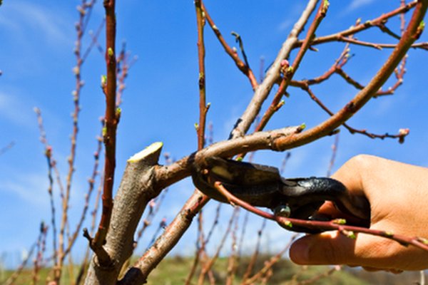 Основные правила ухода за абрикосовым деревом после сбора урожая