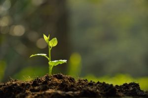 Правила, которые помогут грамотно разрыхлить почву после дождя.