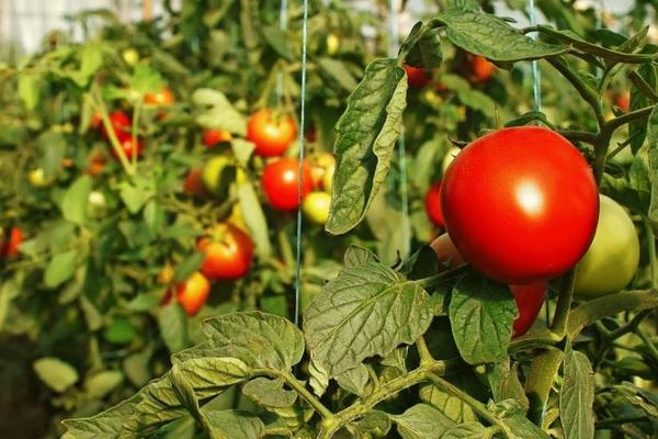 Ускоряем созревание томатов: действенные способы от опытных дачников