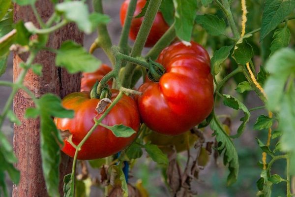 Правильная подкормка томатов в июле-августе для налива кистей и крупных плодов