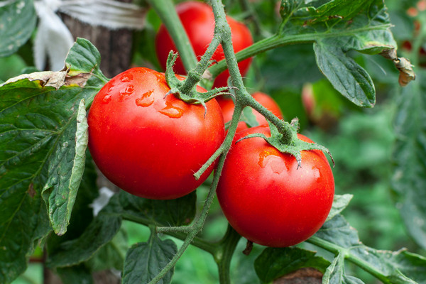 Ускоряем созревание томатов: действенные способы от опытных дачников
