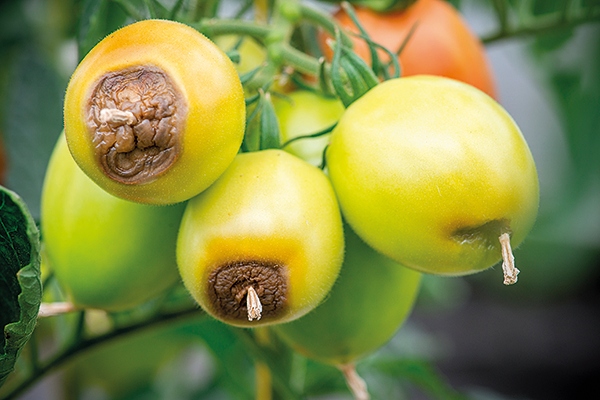 Вершинная гниль томатов — причины, спасение и лечение