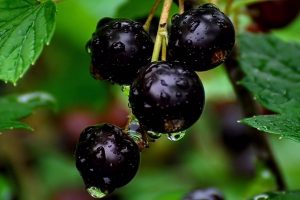 Как превратить куст смородины в мини-дерево: два способа