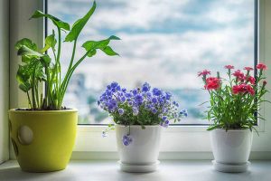Почему в доме не растут комнатные цветы - подскажут народные приметы