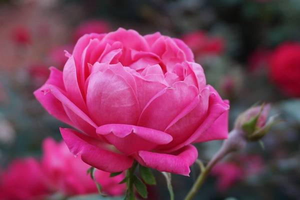 Каких ошибок допускают многие садоводы обрезая розы