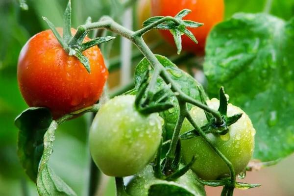 Ускорьте созревание томатов без потери вкуса и аромата