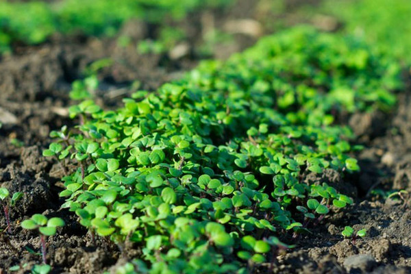 Когда можно сеять сидераты – советы для грамотного восстановления почвы