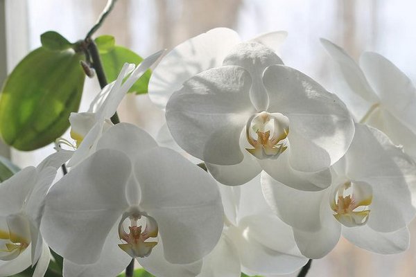 Обрезка домашней орхидеи: как правильно это сделать, чтобы не повредить растению