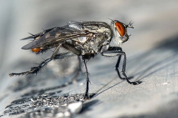 Чем отпугнуть мух от жилья: самодельное средство без химии