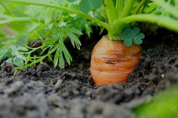 Как не допустить позеленение моркови – будет яркой, большой и сладкой