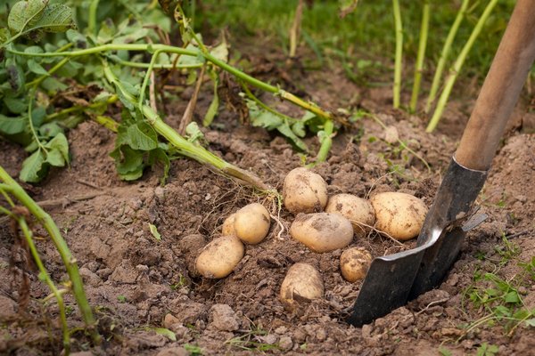 Как опытные огородники проводят оздоровление почвы после уборки картофеля.
