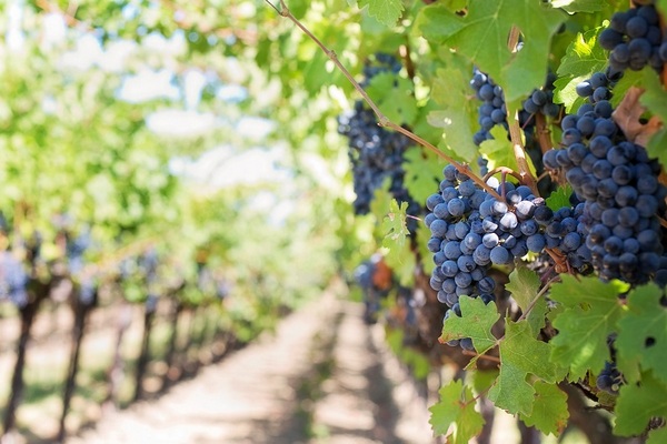Обязателен осенний прием, который поможет укоренившимся черенкам винограда перезимовать.