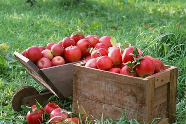 От каких 2 факторов зависит длительность хранения яблок и груш