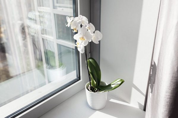 Как заставить орхидею второй раз зацвести: простой лайфхак