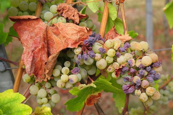 Почему ягоды на винограде сохнут, а не созревают – четыре основные причины