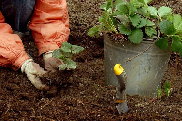 Как правильно сажать клубнику осенью для хорошего урожая