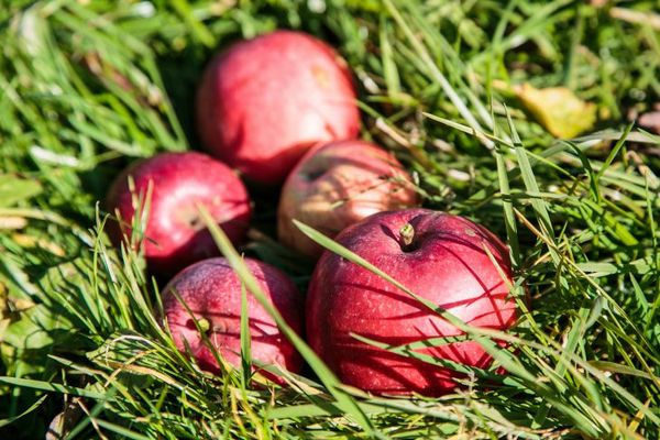 Что нужно сделать с яблоками осенью, чтобы они хранились до весны и радовали сочной мякотью