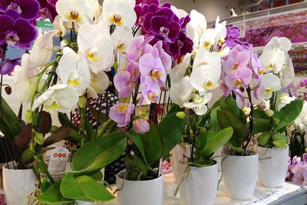 Подкормка орхидеи молоком для безумно красивого цветения.