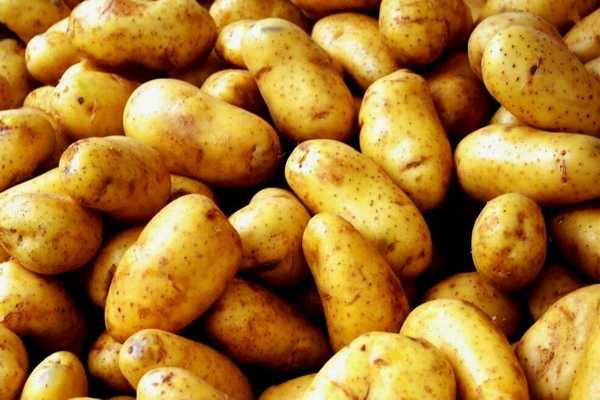 Почему на клубнях картофеля образуются трещины.