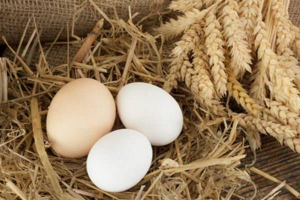 Как помочь курам лучше нестись и отучить клевать собственные яйца