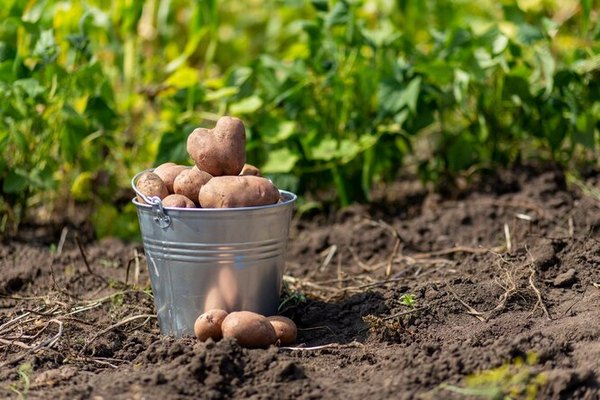 Как увеличить урожай картофеля: осенняя подготовка участка под посадку
