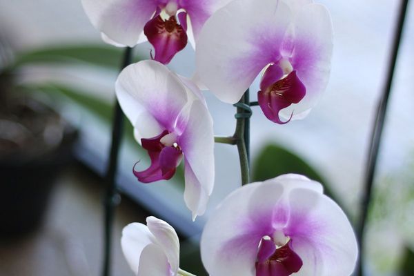 Орхидея давно перестала цвести: простая процедура, которая все поправит