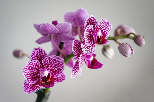 Простые способы, которые помогут разбудить спящие почки в орхидее