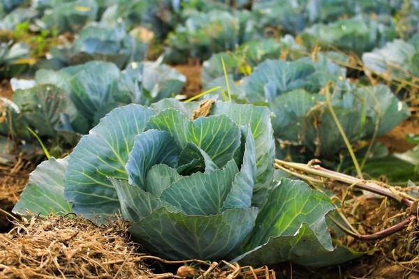 Капуста под зиму: способ посадки овоща осенью для раннего и богатого урожая